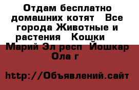 Отдам бесплатно домашних котят - Все города Животные и растения » Кошки   . Марий Эл респ.,Йошкар-Ола г.